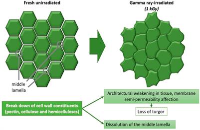 Eustress in Space: Opportunities for Plant Stressors Beyond the Earth Ecosystem